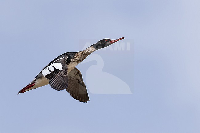 adult male red-breasted merganser (mergus serrator) in flight, found at Buir Lake (Buir Nuur) in Dornod Aimag in Mongolia stock-image by Agami/Mathias Putze,