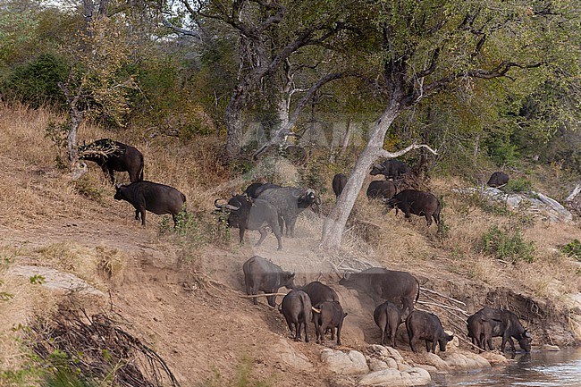A herd of African buffalo, Syncerus caffer, on the banks of the Sand River. Sand River, Mala Mala Game Reserve, South Africa. stock-image by Agami/Sergio Pitamitz,