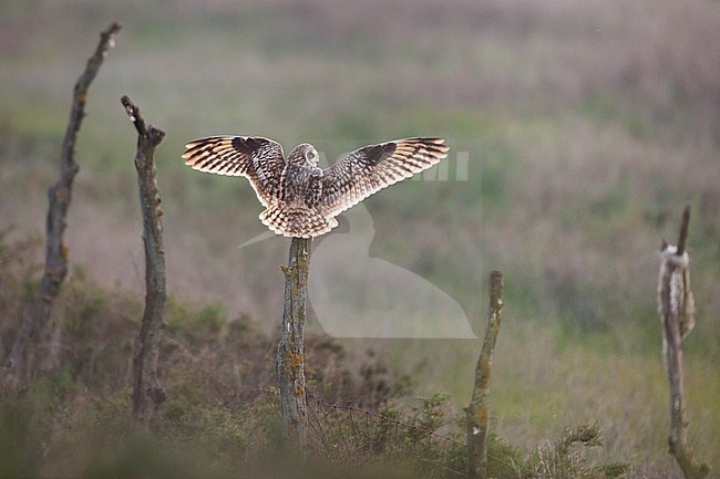 Short-eared Owl (Asio flammeus flammeus) in Spain (Andalucia). stock-image by Agami/Ralph Martin,