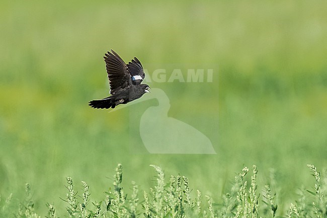 Adult male breeding
Weld Co., CO
June 2023 stock-image by Agami/Brian E Small,