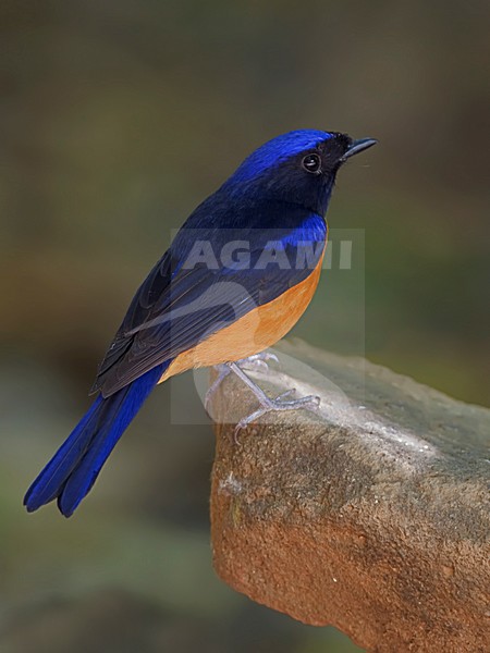 Mannetje Roodbuikniltava, Male Rufous-bellied Niltava stock-image by Agami/Alex Vargas,