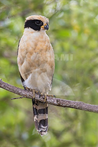 Laughing Falcon, Herpetotheres cachinnans) is a specialist snake-eater, found through Central and South America. stock-image by Agami/Dubi Shapiro,