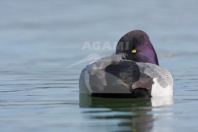 Lesser Scaup, Kleine Topper, Aythya affinis, France, adult male stock-image by Agami/Ralph Martin,