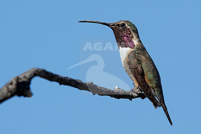 Adult male Lucifer Hummingbird (Calothorax lucifer) perched on a branch in Brewster County, Texas, USA, in September 2016. stock-image by Agami/Brian E Small,