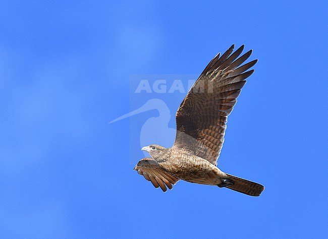 Chimango Caracara, Milvago chimango, in Patagonia, Argentina. stock-image by Agami/Laurens Steijn,