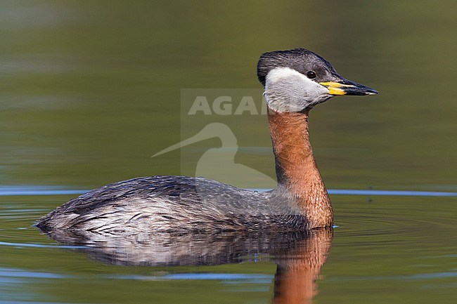 Red-necked Grebe (Podiceps grisegena), adult swimming in a lake stock-image by Agami/Saverio Gatto,