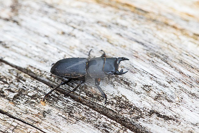 Lesser stag beetle, Klein vliegend hert, Dorcus parallelipipedus stock-image by Agami/Wil Leurs,