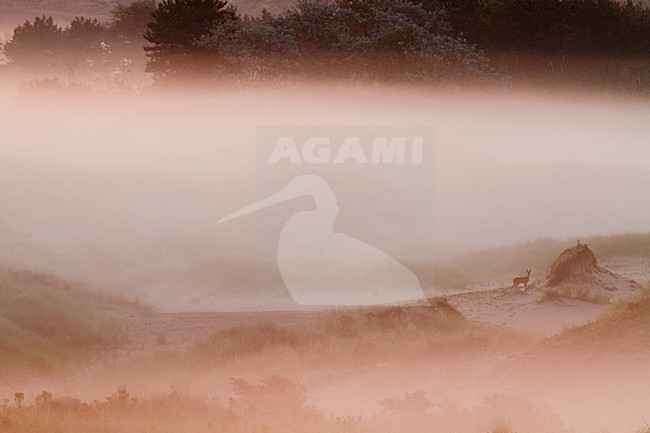 Duingebied Berkheide tussen Katwijk en Wassenaar; Area of dunes called Berkheide between Katwijk and Wassenaar stock-image by Agami/Menno van Duijn,