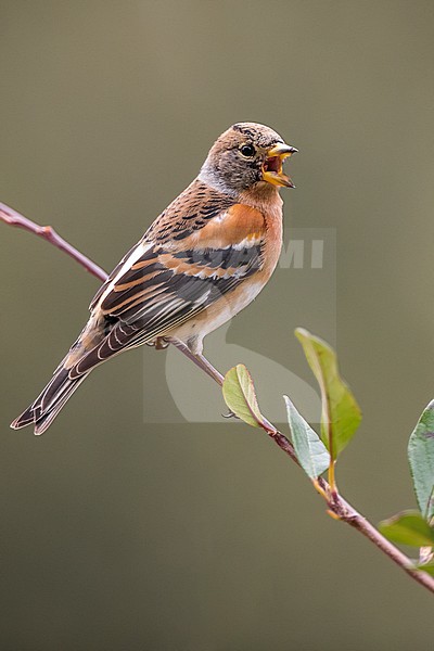 Male Brambling in winter plumage (Fringilla montifringilla), calling on a branch during winter in Tarragona, Catalonia, Spain in January. stock-image by Agami/Rafael Armada,