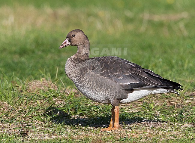 Onvolwassen Kolgans rustend op Vlieland; Immature Greater White-fronted Goose (Anser albifrons) resting on Vlieland, Netherlands stock-image by Agami/Marc Guyt,