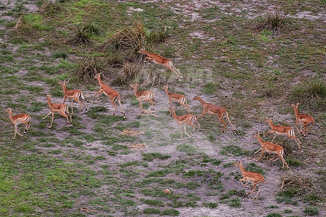 An aerial view of a herd of impalas, Aepyceros melampus, running. Okavango Delta, Botswana. stock-image by Agami/Sergio Pitamitz,