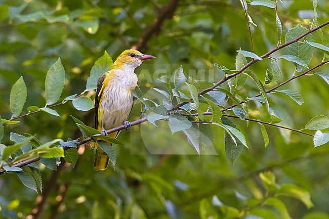 Female European Golden Oriole, Oriolus oriolus, in Italy. Perched on a twig. stock-image by Agami/Daniele Occhiato,