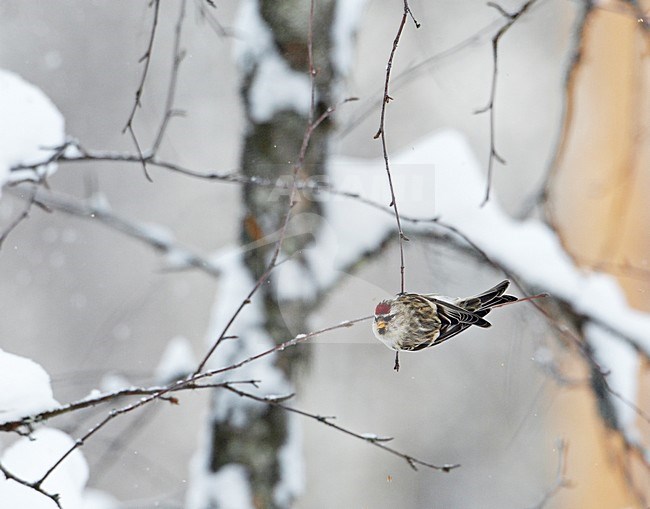 Grote Barmsijs in de winter; Mealy Redpol in winter stock-image by Agami/Markus Varesvuo,