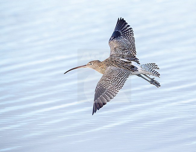 Flying Eurasian Curlew (Numenius arquata) during winter at the beach of Katwijk, Netherlands. stock-image by Agami/Marc Guyt,