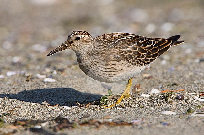 A Pectoral Sandpiper (Calidris melanotos) feeds along the shoreline in Victoria, British Columbia, Canada. stock-image by Agami/Glenn Bartley,