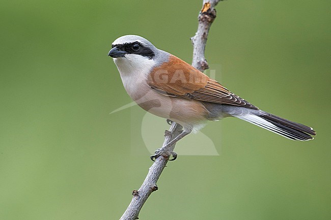 Adult male Red-backed Shrike (Lanius collurio) perched on a twig in Italy. stock-image by Agami/Daniele Occhiato,