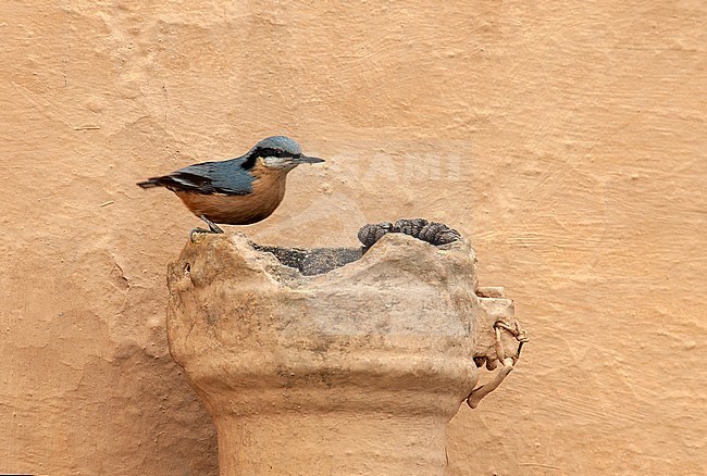 Chestnut-bellied Nuthatch (Sitta cinnamoventris) perched on old broken object, next to the warden’s house. stock-image by Agami/Marc Guyt,