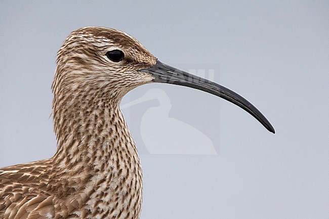 Eurasian Whimbrel (Numenius phaeopus), close-up of an adult, Northeastern Region, Iceland stock-image by Agami/Saverio Gatto,