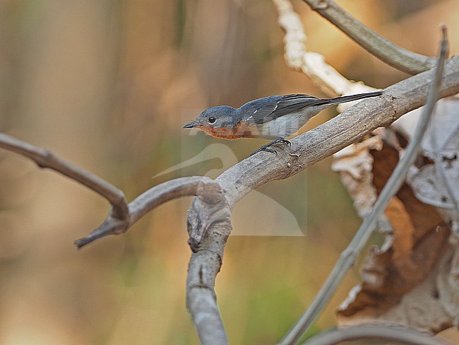 Broad-billed flycatcher (Myiagra ruficollis) in the Banda Sea, Indonesia. stock-image by Agami/James Eaton,