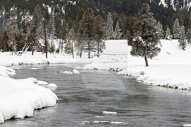 Landscape with river covered in snow at Yellowstone National Park stock-image by Agami/Caroline Piek,