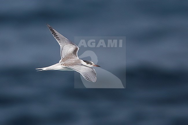 First-winter Common Tern (Sterna hirundo) stock-image by Agami/David Monticelli,