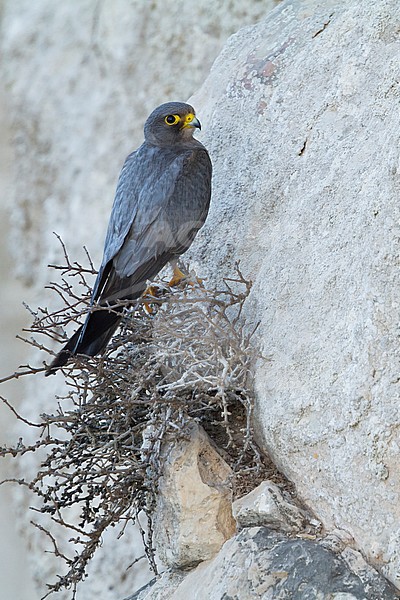 Sooty Falcon - Schieferfalke - Falco concolor, Oman, adult stock-image by Agami/Ralph Martin,