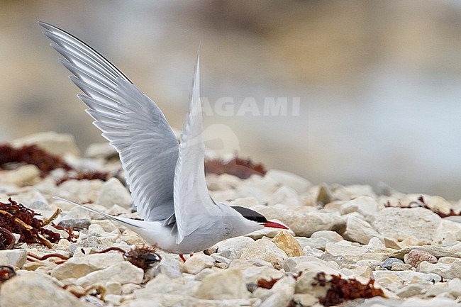 Arctic Tern (Strena paradisaea) perched on a rock in Churchill, Manitoba, Canada. stock-image by Agami/Glenn Bartley,