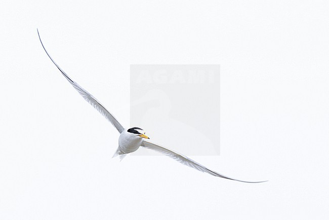 adult little tern (Sternula albifrons) in breeding plumage in flight, found at Buir Lake (Buir Nuur) in Dornod Aimag in Mongolia stock-image by Agami/Mathias Putze,
