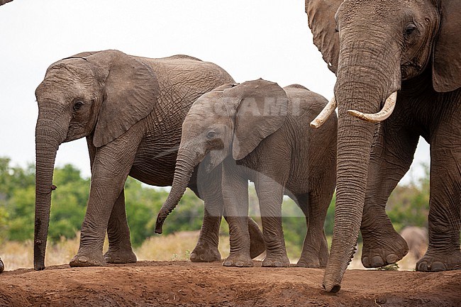Two young African elephants and a female, Loxodonta africana. Mashatu Game Reserve, Botswana. stock-image by Agami/Sergio Pitamitz,