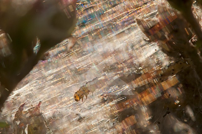 Rups in spinsel, Caterpillar in web stock-image by Agami/Rob de Jong,