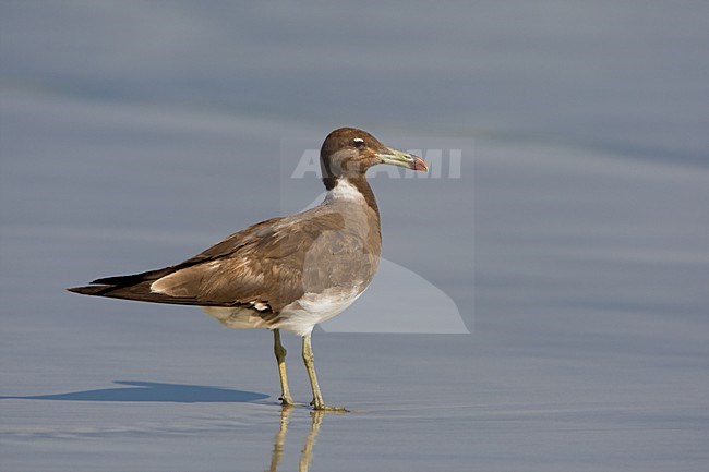 Hemprichs Meeuw; Sooty Gull stock-image by Agami/Daniele Occhiato,
