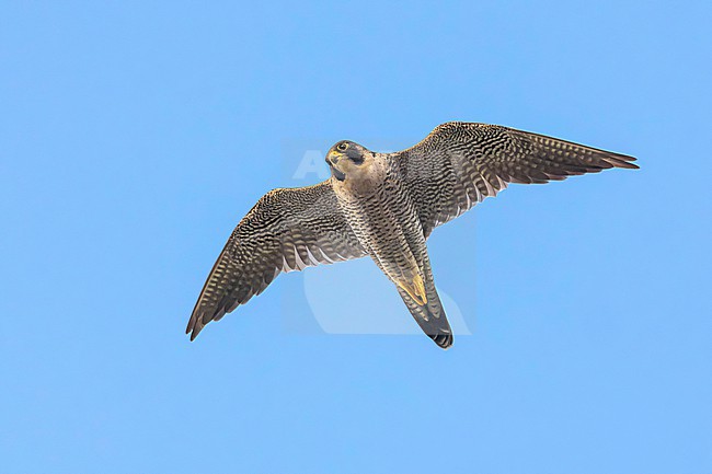 Adult Peregrine Falcon, Falco peregrinus, in Italy. stock-image by Agami/Daniele Occhiato,