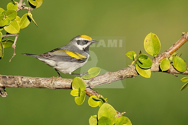Adult male Golden-winged Warbler, Vermivora chrysoptera
Galveston Co., Texas, USA stock-image by Agami/Brian E Small,
