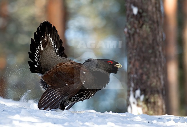 Baltsend mannetje Auerhoen in de sneeuw; Male Western Capercaillie displaying in the snow stock-image by Agami/Danny Green,