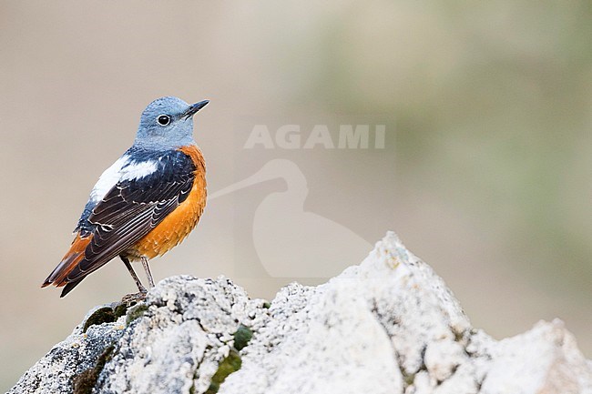 Adult male Common Rock Thrush (Monticola saxatilis) perched on a rock in Tajikistan. stock-image by Agami/Ralph Martin,
