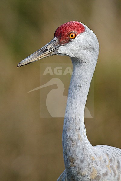 Sandhill Crane (Grus canadensis) in a wetland near Vancouver, BC, Canada. stock-image by Agami/Glenn Bartley,
