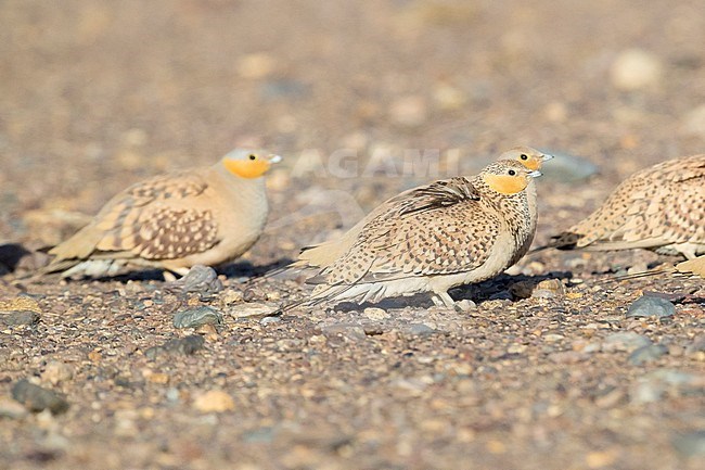 Spotted Sandgrouse (Pterocles senegallus), small flock resting on the ground in Morocco stock-image by Agami/Saverio Gatto,