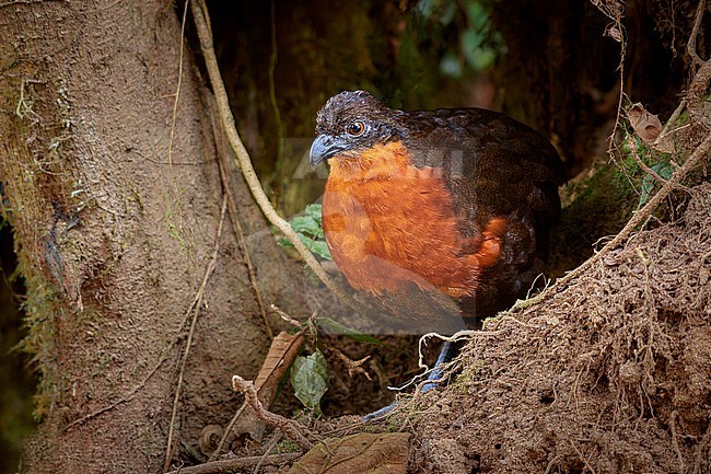 Dark-backed Wood Quail (Odontophorus melanonotus), Refugio Paz de las Aves, Ecuador stock-image by Agami/Tomas Grim,