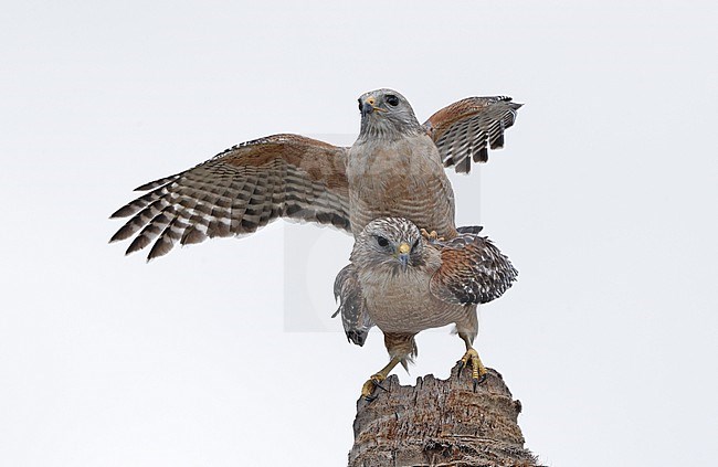 Red-shouldered Hawk (Buteo lineatus extimus) two adults mating on top of a palm tree in Everglades NP, Florida, USA stock-image by Agami/Helge Sorensen,