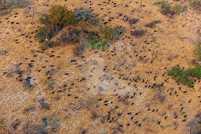 An aerial view of a herd of African buffalo, Syncerus caffer, in the Okavango Delta. Okavango Delta, Botswana. stock-image by Agami/Sergio Pitamitz,