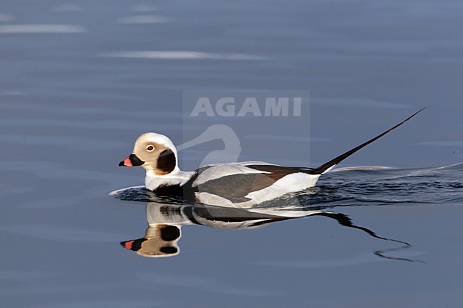 IJseend, Long-tailed Duck, Clangula hyemalis stock-image by Agami/Hugh Harrop,