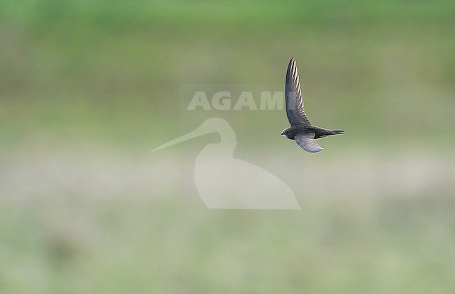 Common Swift (Apus apus) flying, migrating with high speed showing upperside stock-image by Agami/Ran Schols,