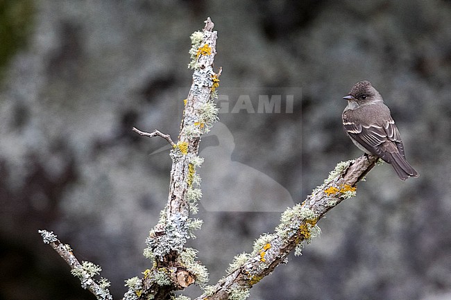 Oostelijke bospiewie; Eastern Wood Pewee stock-image by Agami/Daniele Occhiato,