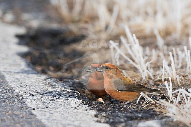 Common Crossbill - Fichtenkreuzschnabel - Loxia curvirostra ssp. curvirostra, Germany, adult male, Type D 'Phantom Crossbill', eating on the side of a tarmac road stock-image by Agami/Ralph Martin,