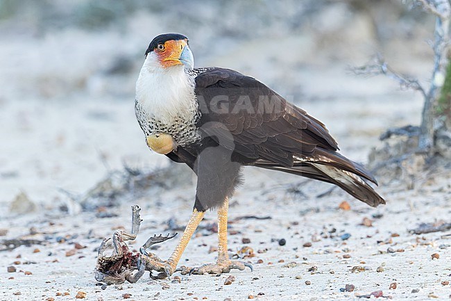 Crested Caracara (Caracara cheriway) perched on the ground in Colombia, South America. stock-image by Agami/Glenn Bartley,