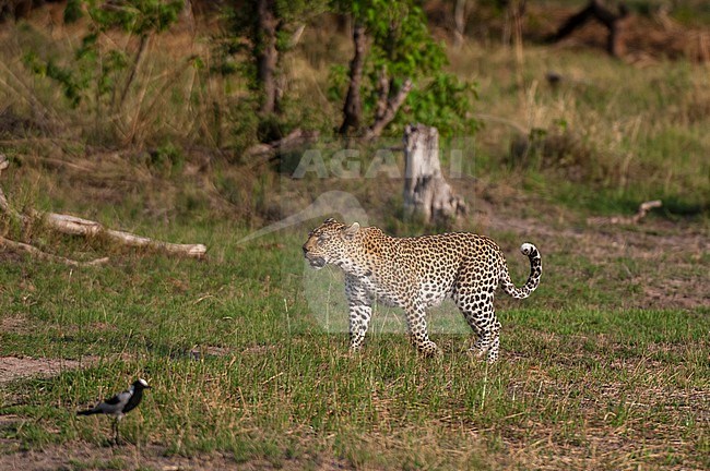 A female leopard, Panthera pardus, patrolling her territory. Khwai Concession, Okavango Delta, Botswana. stock-image by Agami/Sergio Pitamitz,