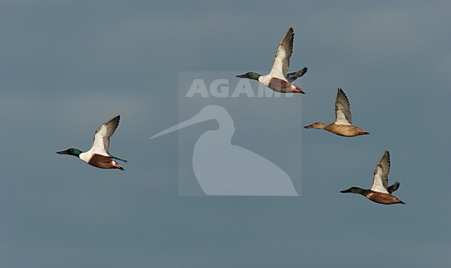 Slobeend groep vliegend; Northern Shoveler group flying stock-image by Agami/Menno van Duijn,