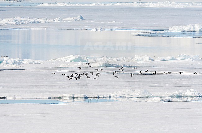 Flock of Thick-billed Murres (Uria lomvia), also known as Brunnich's Guillemot, flying low over the drift ice north of Svalbard, arctic Norway. stock-image by Agami/Marc Guyt,
