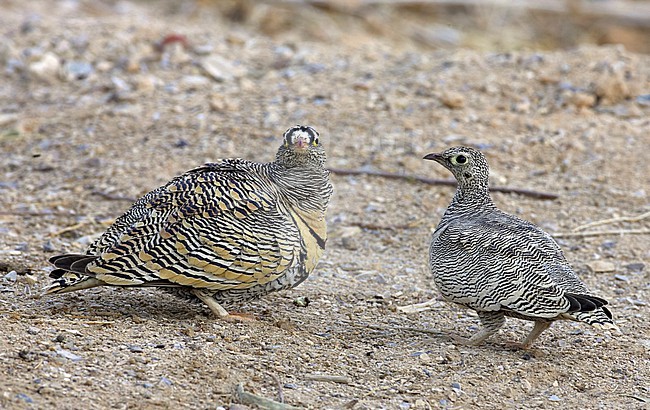 Male and female Lichtenstein's sandgrouse (Pterocles lichtensteinii) in Israel. stock-image by Agami/Tomi Muukkonen,