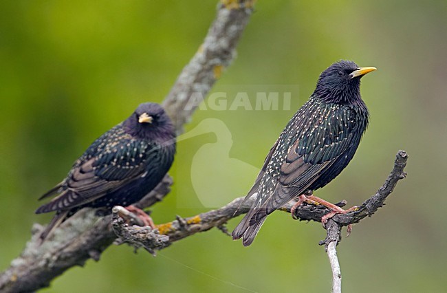 Common Starling pair perched on branch; Spreeuw paar zittend op een tak stock-image by Agami/Markus Varesvuo,